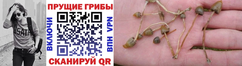 Псилоцибиновые грибы Psilocybine cubensis  Новоалтайск 